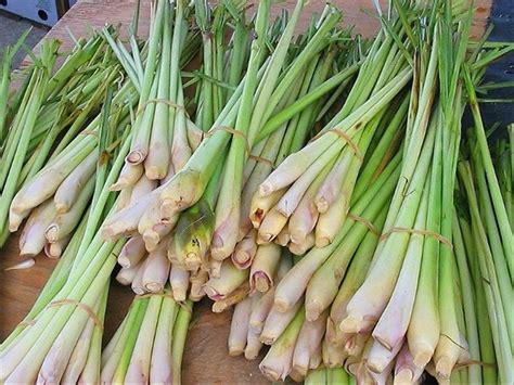 Jenis tanaman obat keluarga yang pertama ini memiliki banyak manfaat. Tips Budidaya Tanaman Serai di Pekarangan Rumah - Agrozine