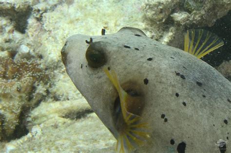 Black Spotted Pufferfish Factsvideo And Photographs Seaunseen