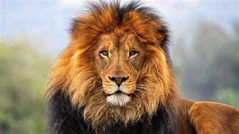 Male Lion Big Cat Sanctuary Uhd 4k Wallpaper Pixelz