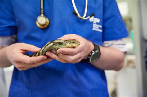 Previous experience as a volunteer firefighter may also be an advantage. What Qualifications Do You Need to Become a Vet? - Think ...