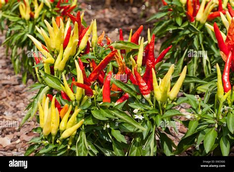 Chilly Chili Capsicum Annuum Ornamental Pepper Plant Usa Stock