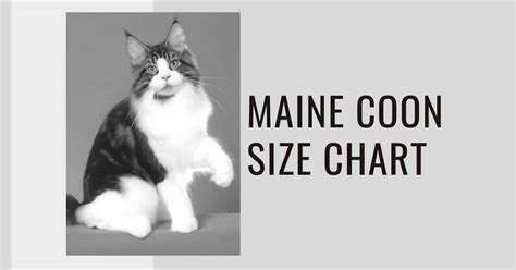 Maine Coon Size Chart - How Big Will Your Maine Coon Get? ⋆