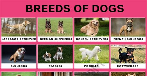 Dog Breeds Different Types Of Dogs With Cool Facts • 7esl