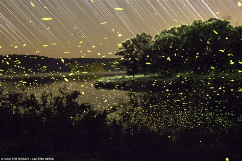 Vincent Bradys Photographs Of Fireflies Lighting Up The Night Sky