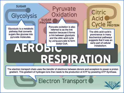 Although carbohydrate is the body's preferred source of fuel during activity, fat also supplies energy. AEROBIC METABOLISM - Welcome to Bio Stud...