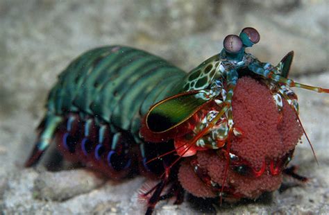 Reproductive System Mantis Shrimp