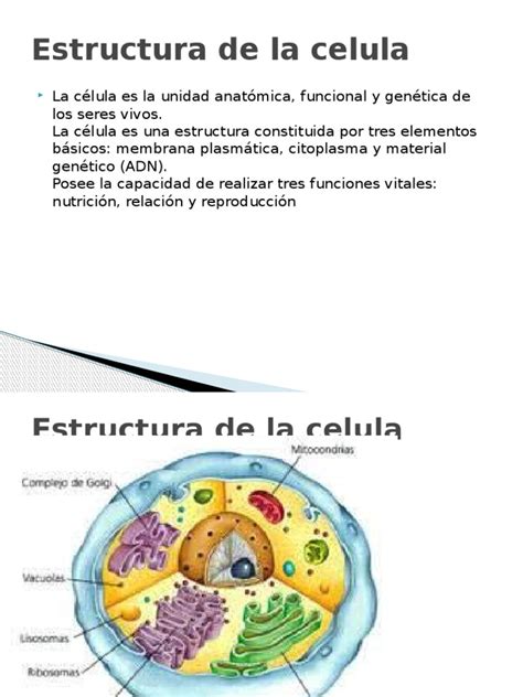 Estructura De La Celula Pdf Biología Celular Membrana Celular