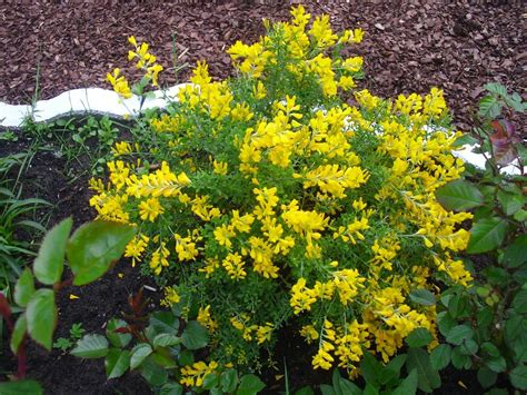 Identification What Is This Yellow Flowering Mounded Plant
