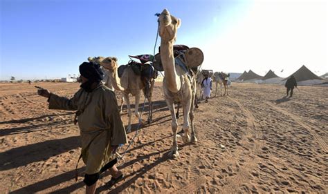 Do you know what the hump of a camel is used for? Swedish truck driver hits camel that escaped from circus ...