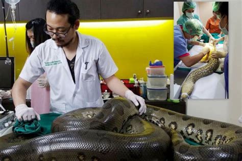 Bangkok Post 100 Anacondas May Slip Into Thailand Say Officials