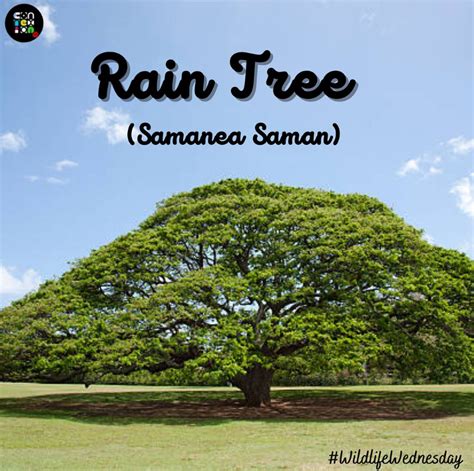 The Rain Tree Samanea Saman