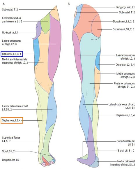 Nerve Distribution Leg
