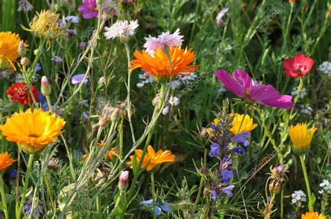 Il portale seleziona online immagini gratuite liberamente utilizzabili e le aggrega in questa sezione a disposizione degli utenti. Fiori estivi colorati - Foto Stock: Foto, Immagini ...