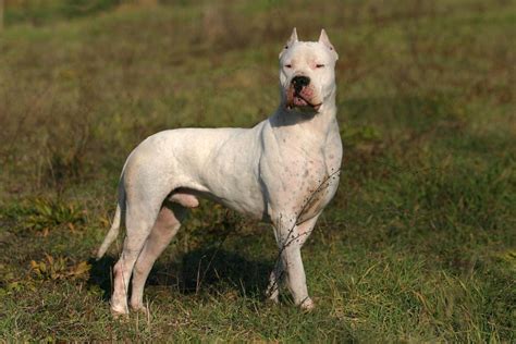 Dogo Argentino Origini Prezzo Caratteristiche E Allevamenti Il Mio