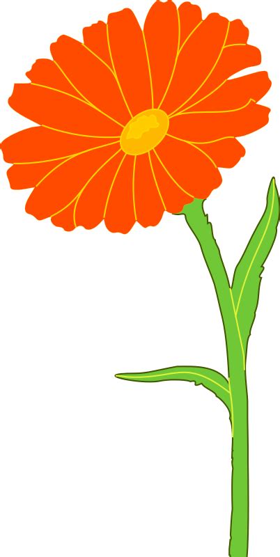 Marigold Flower Clip Art Clipart Free Download Clipart Best