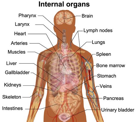 Kidney And Liver Position In Human Body Kidneyoi