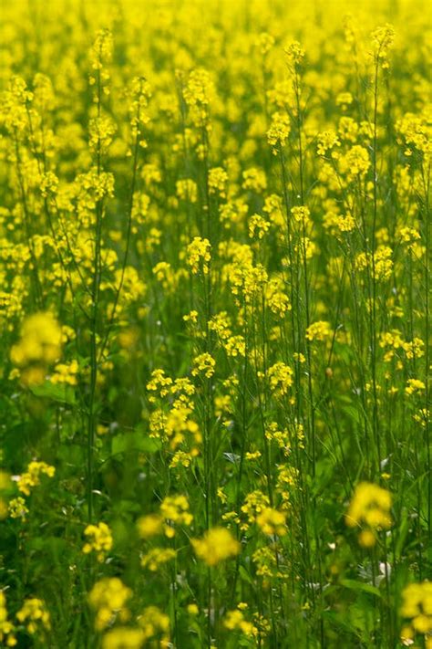 Yellow Flower Field · Free Stock Photo
