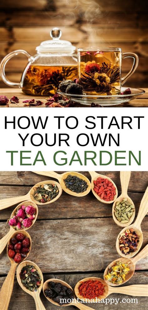 How To Grow Your Own Tea Garden Have You Always Wanted To Grow Your Own