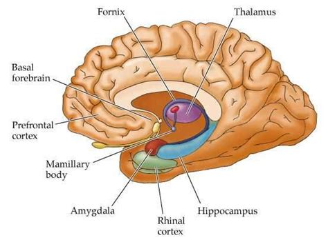 1 The Limbic System 23 Download Scientific Diagram