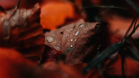 Download Wallpaper 2560x1440 Leaf Drops Moisture Macro Autumn