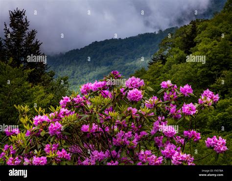 Smoky Mountains Spring Flowers Hi Res Stock Photography And Images Alamy