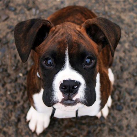 Perfect Angel What A Face ♥ Boxer And Baby Boxer Love Beautiful