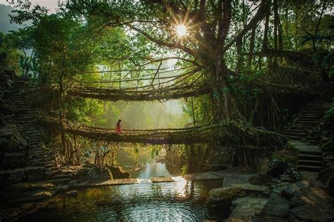 Double Decker Living Root Bridge Khasi Hills Meghalaya Top 50 Places