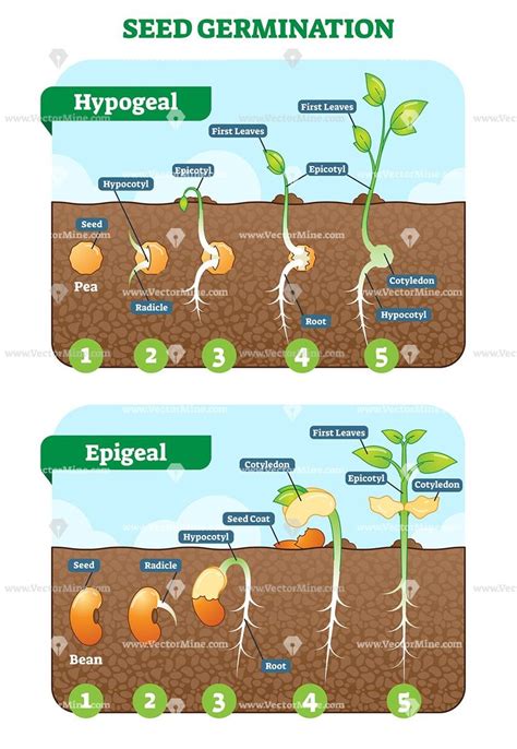 Seed Germination Cross Section Stages Vector Illustration Diagram Seed Germination Biology