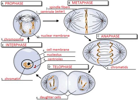 History of the cell, parts of the cell, significance of cell size learn with flashcards, games and more — for free. Cell Cycle Label | Cell cycle, Mitosis, Science cells