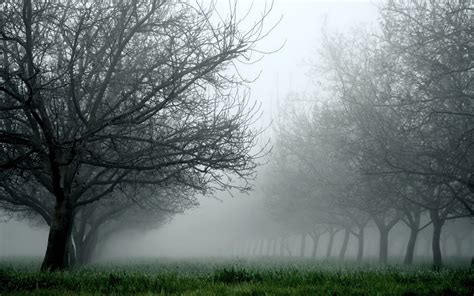 Nature Landscapes Trees Orchard Fields Grass Fog Mist Haze Fall Autumn
