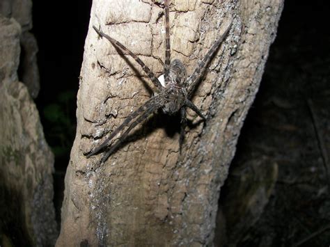 Fishing Spider Dolomedes Okefinokensis John Flickr