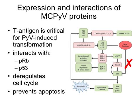 Pd L1 Inhibitor Avelumab Approved For Merkel Cell Carcinoma Cancer