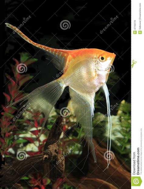 Yellow Long Finned Angel Fish In An Aquarium Stock Photo Image Of