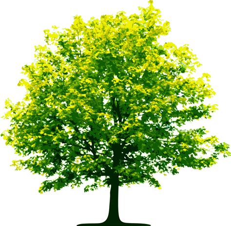 Tree Png Image Free Download Picture Transparent Image Download Size