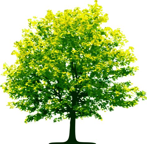 From technicolour trunks and branches beloved by goats to giant, draping wisteria forests, there are some spectacular trees around the world. Tree png images, pictures, download free