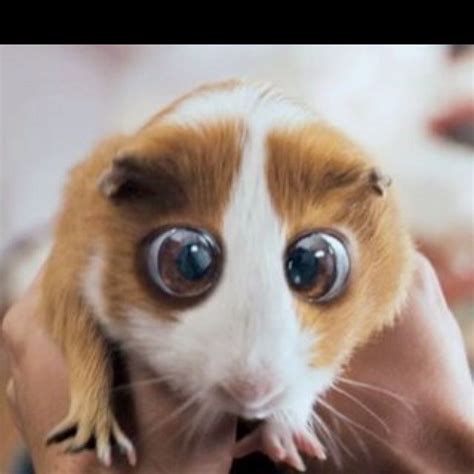 Tr.im/kn1t guinea pigs are going to take over the world. Wish I had a guinea pig like Bugsby!! | What I Love ...