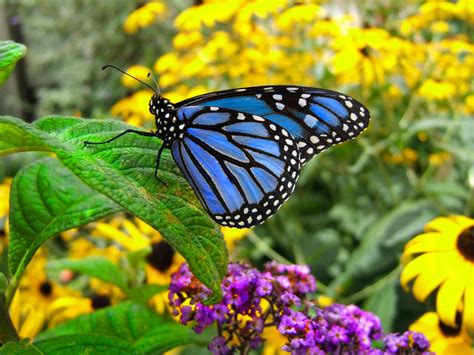 Types Of Butterflies There Are Six Primary Types Of Butterflies Found