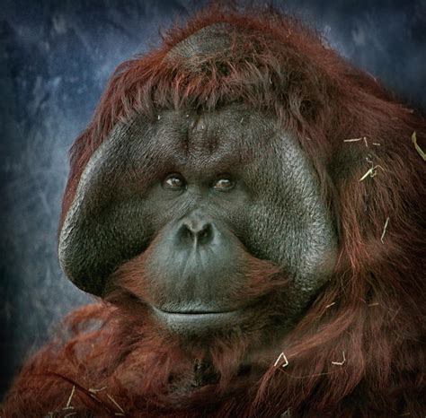 Male Orangutan Photograph By Wendy Salisbury Photography Fine Art America