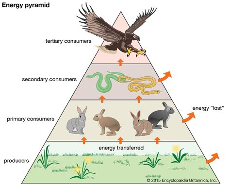 Trophic Level Definition Examples And Facts Britannica