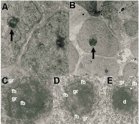 Apoptosis Durante El Desarrollo Embrionario De La Retina De Tortuga Trachemys Scripta Elegans