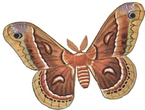 Moth Png Transparent Image Download Size 983x751px