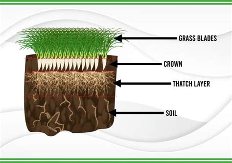 Lawn Dethatching Everything You Need To Know Plant For Success