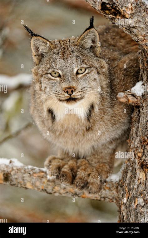 Canadian Lynx Lynx Canadensis In Late Autumn Mountain Habitat