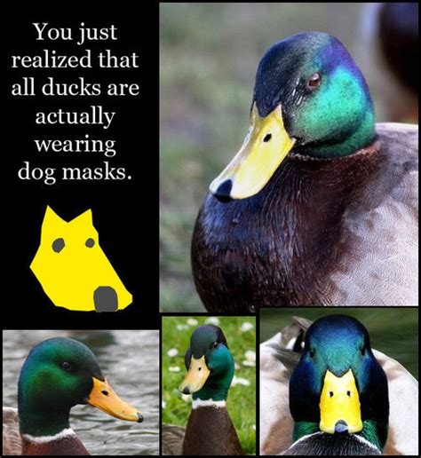 Why Ducks Wear Dog Masks Agent M Loves Tacos