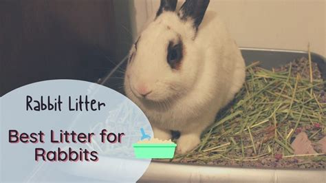 Best Litter For Rabbits 5 Safe Products And 3 You Must Avoid