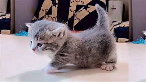 Tiny Munchkin Kittens That Will Lighten Up Your Day Youtube