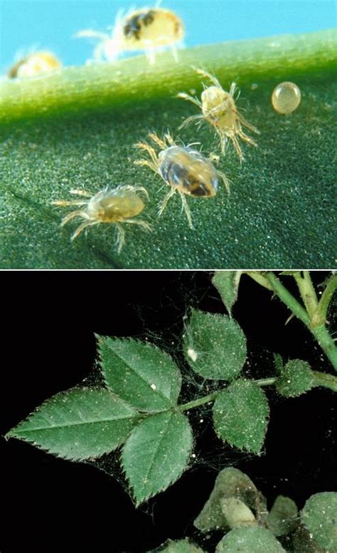 How do you get rid of wolf spiders in the house? Alternative Green World: how do you get rid of spider mites