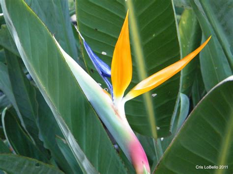 A Beautiful Bird Of Paradise Flower In Florida Birds Of Paradise