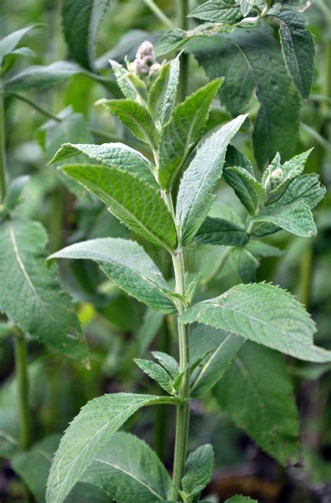 Mint Long Leaved Mentha Lonolia Grows In Nature Stock Image