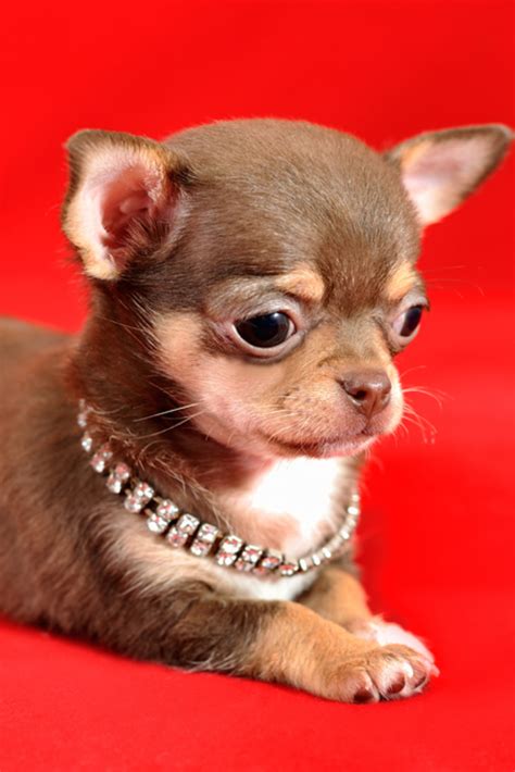 Pls rt, share, watch, help! Portrait of a brown and tan short-haired #chihuahua puppy ...